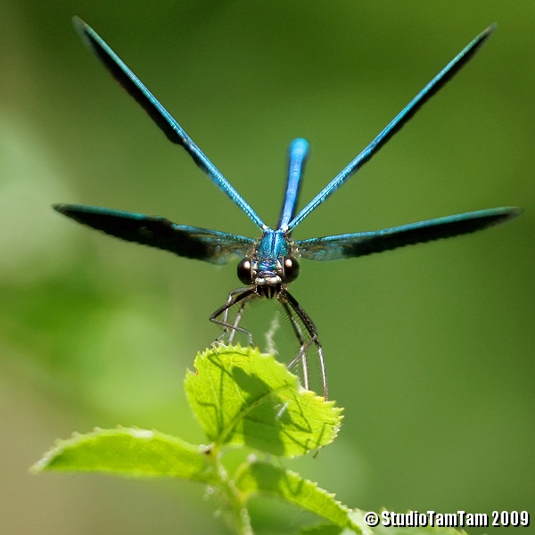 Libellula _ Calopteryx splendens.jpg